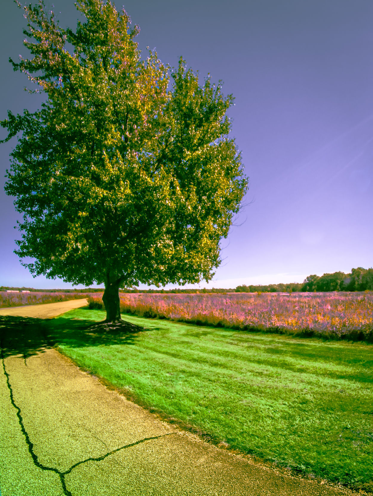 Oak Ridge Prairie